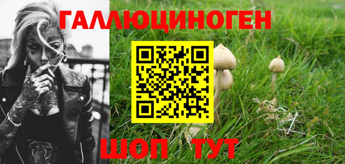 Псилоцибиновые грибы Cubensis  Вход с VPN  Котовск 