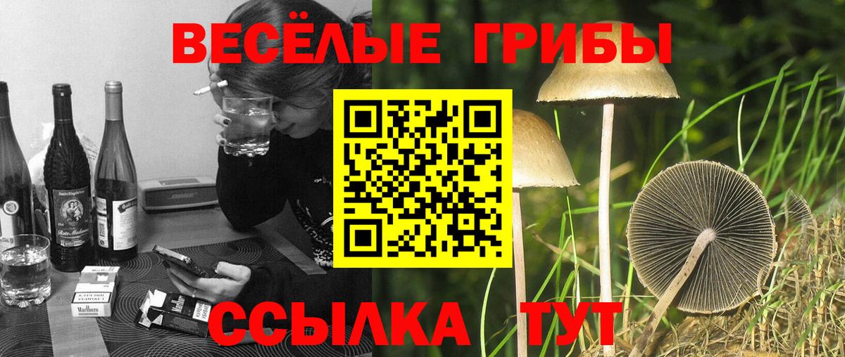 Псилоцибиновые грибы мицелий Котовск